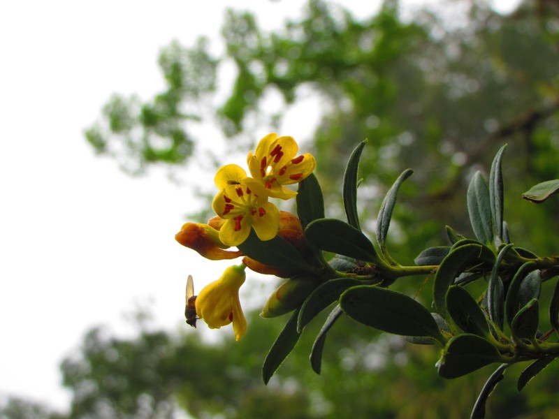 Rhododendron kawakamii photo 2