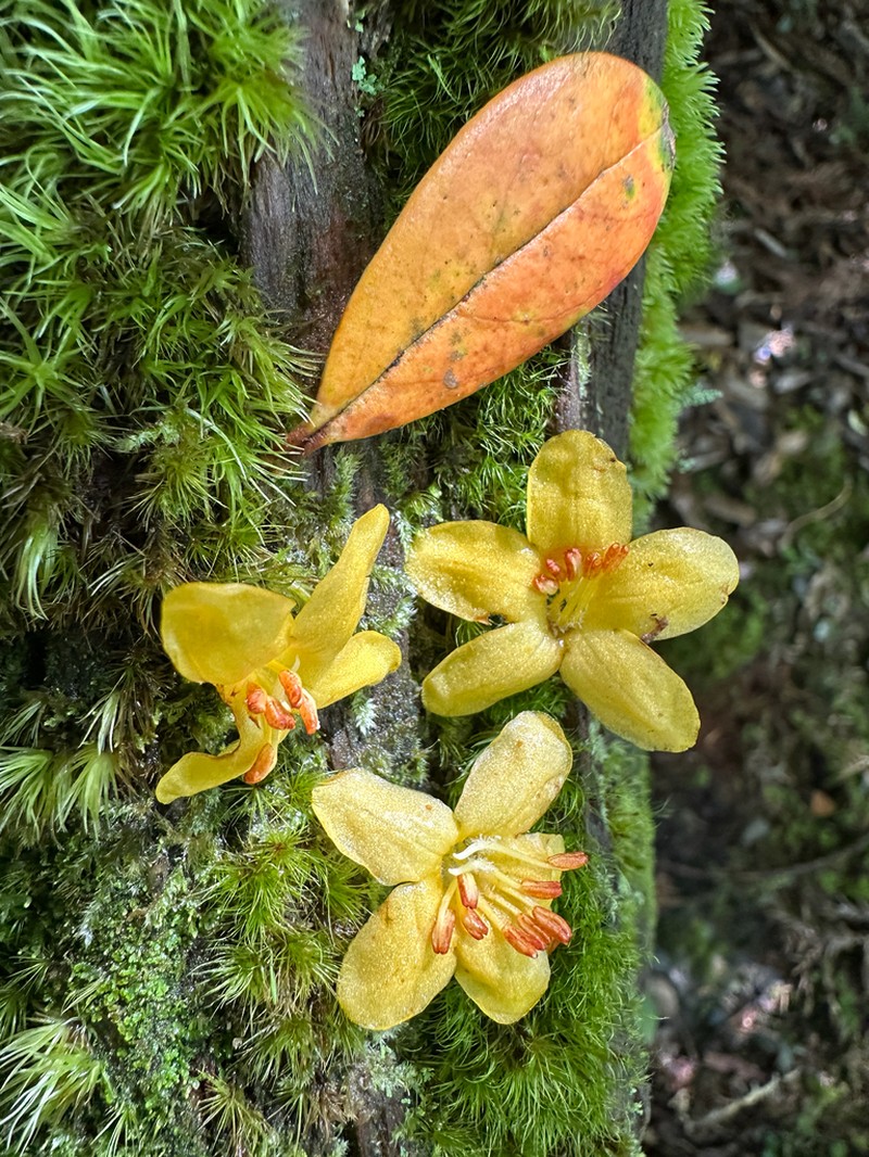 Rhododendron kawakamii photo 4