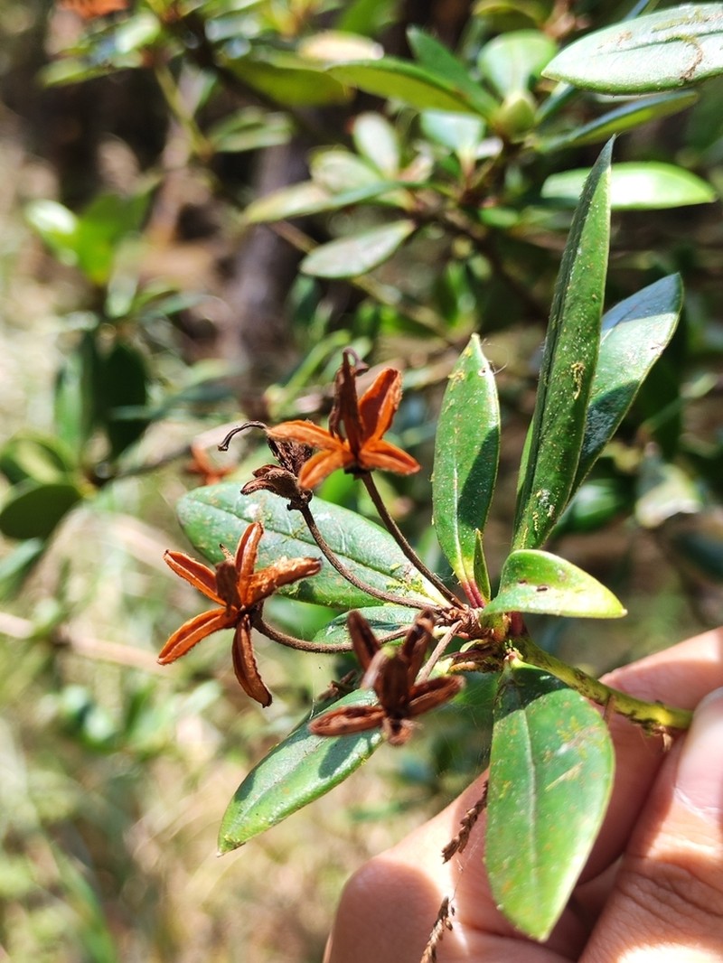 Rhododendron kawakamii photo 5