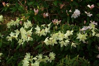 Rhododendron keiskei