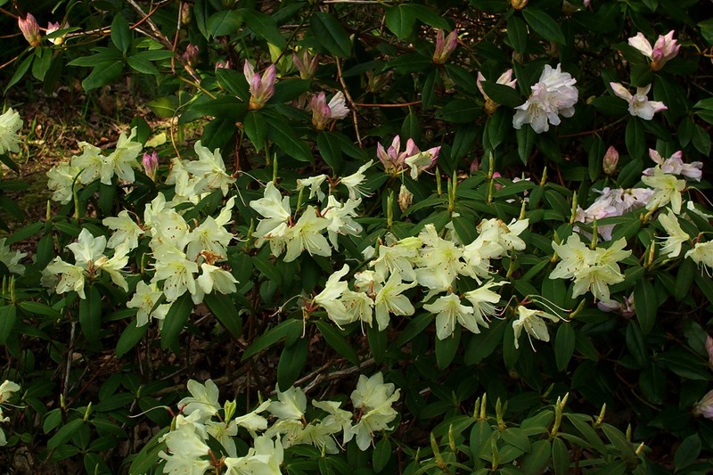 Rhododendron keiskei