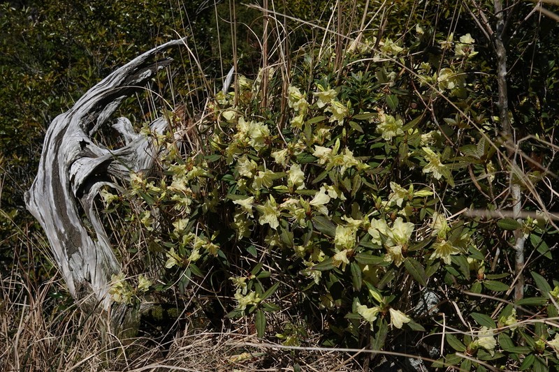 Rhododendron keiskei photo 2