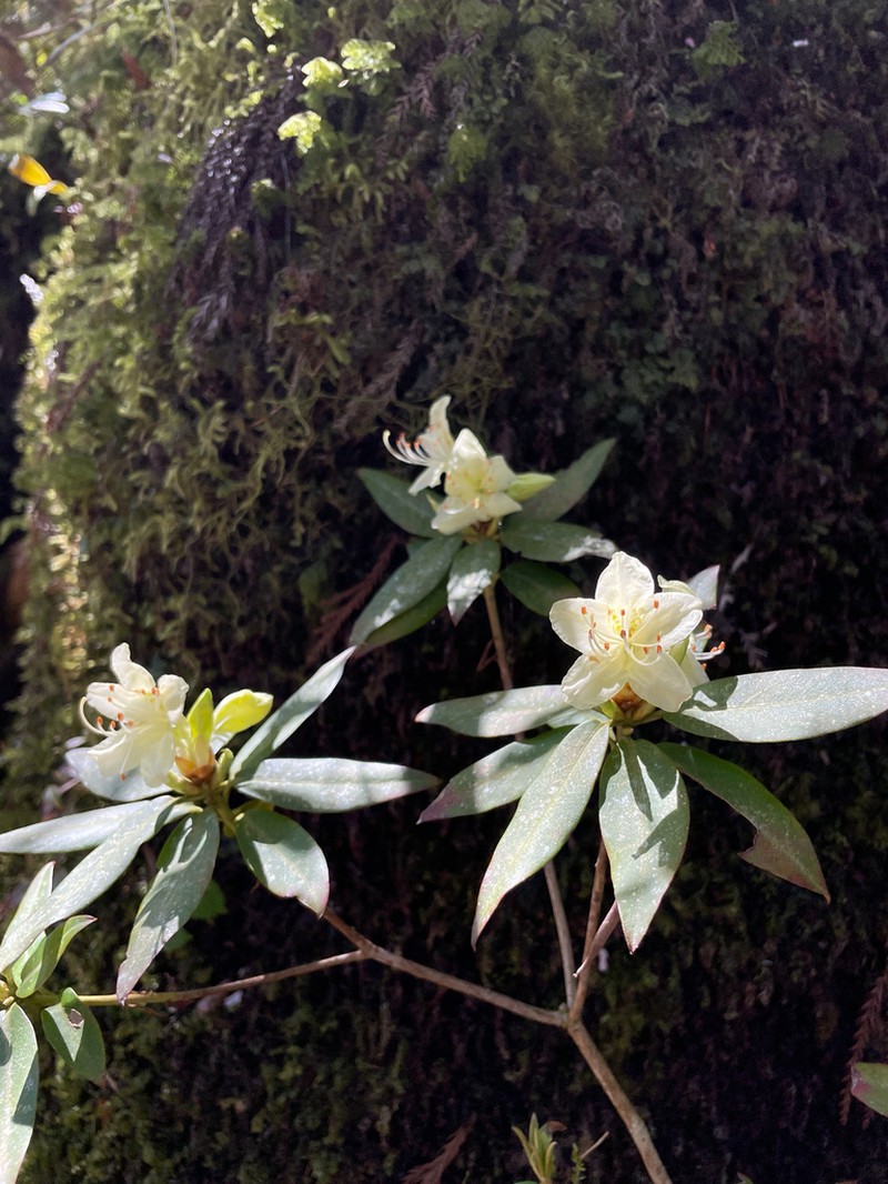 Rhododendron keiskei photo 3
