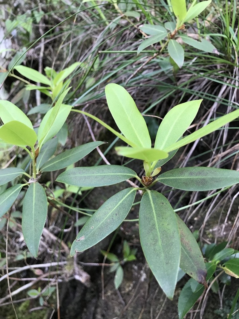 Rhododendron keiskei photo 4