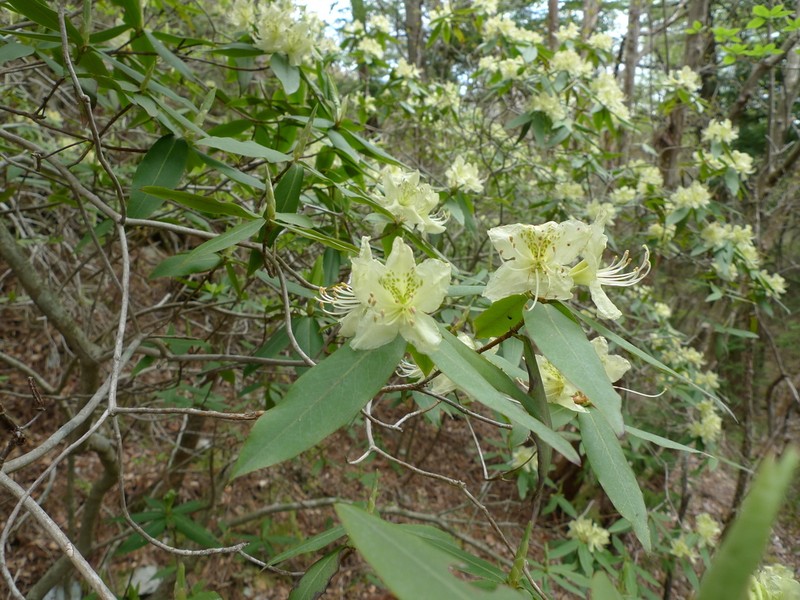Rhododendron keiskei photo 5
