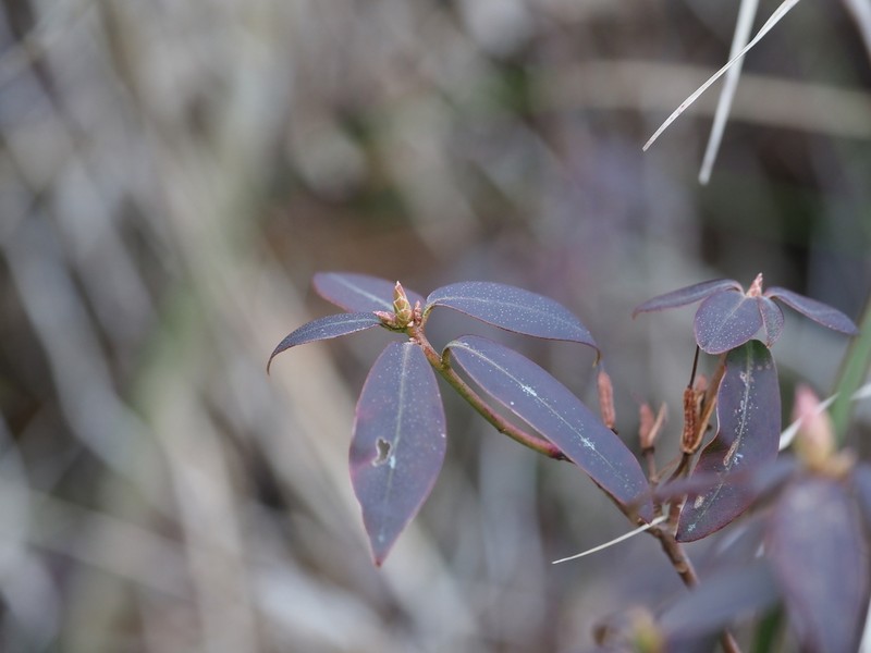 Rhododendron keiskei photo 6