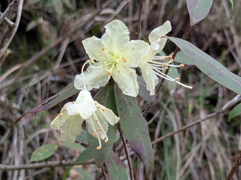 Rhododendron keiskei photo 7