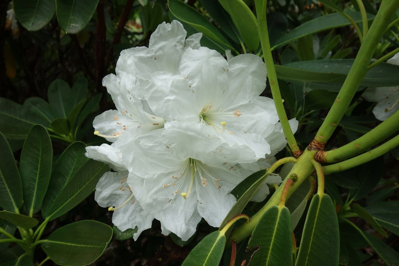 Rhododendron keiskei var. ozawae