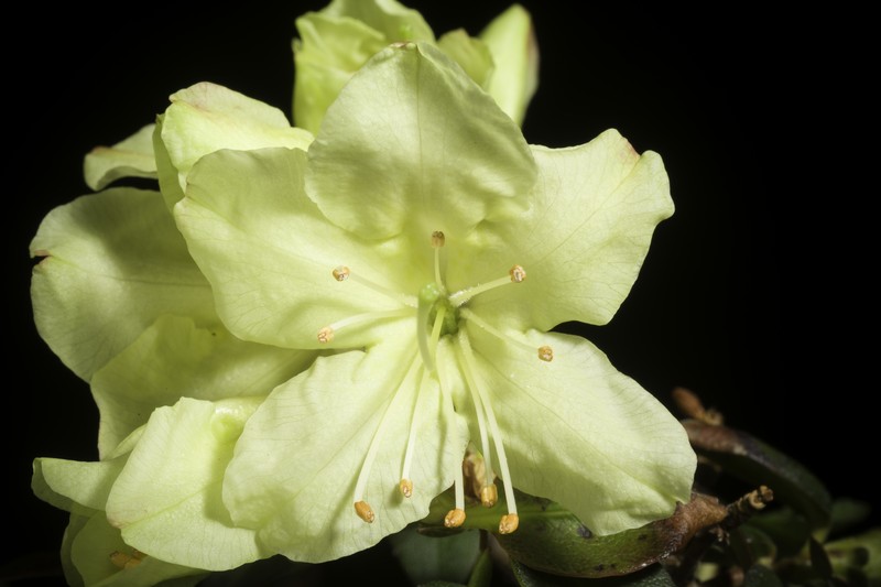 Rhododendron keiskei var. ozawae photo 2