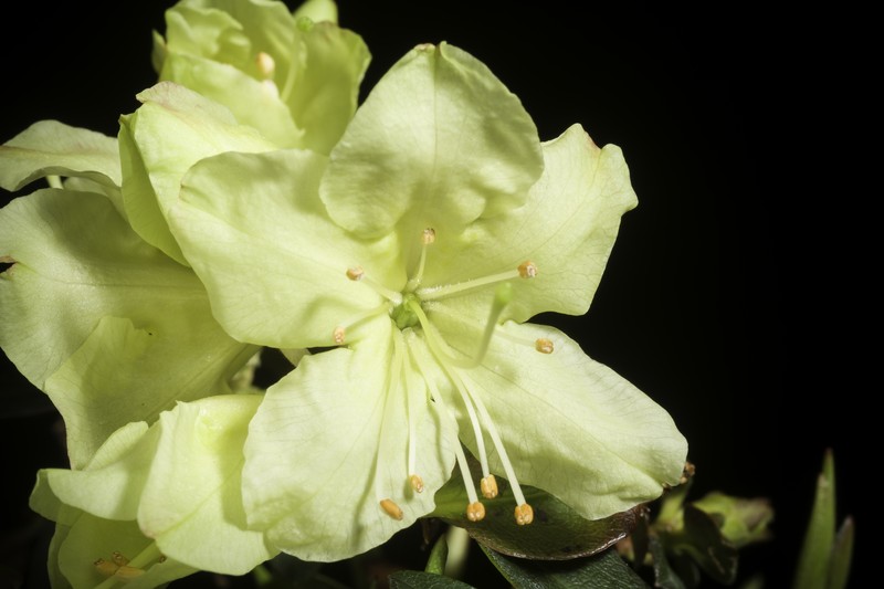 Rhododendron keiskei var. ozawae photo 3