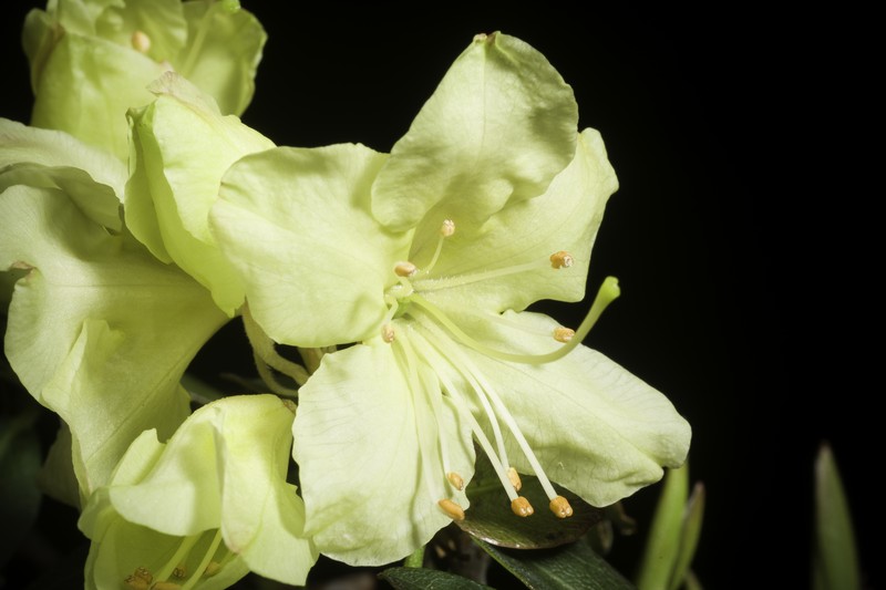Rhododendron keiskei var. ozawae photo 4