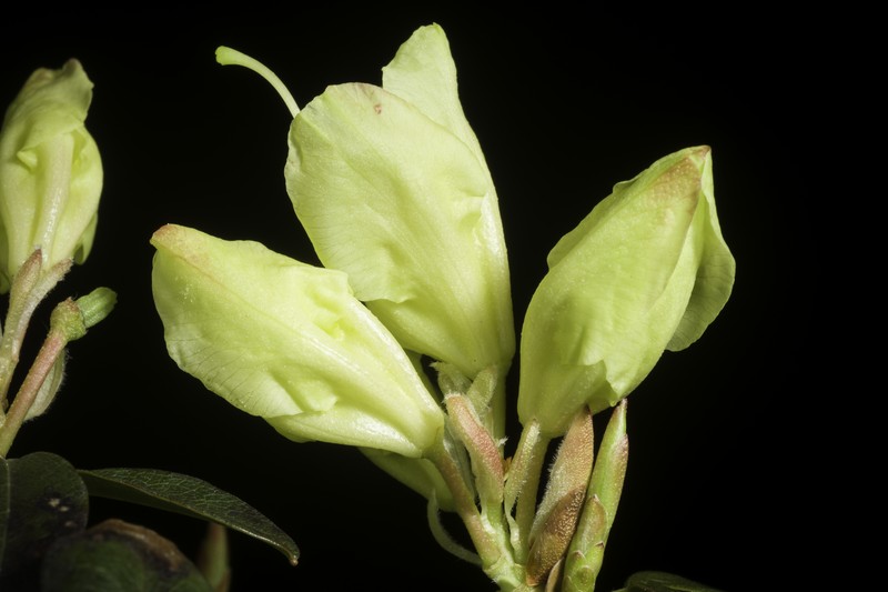 Rhododendron keiskei var. ozawae photo 5