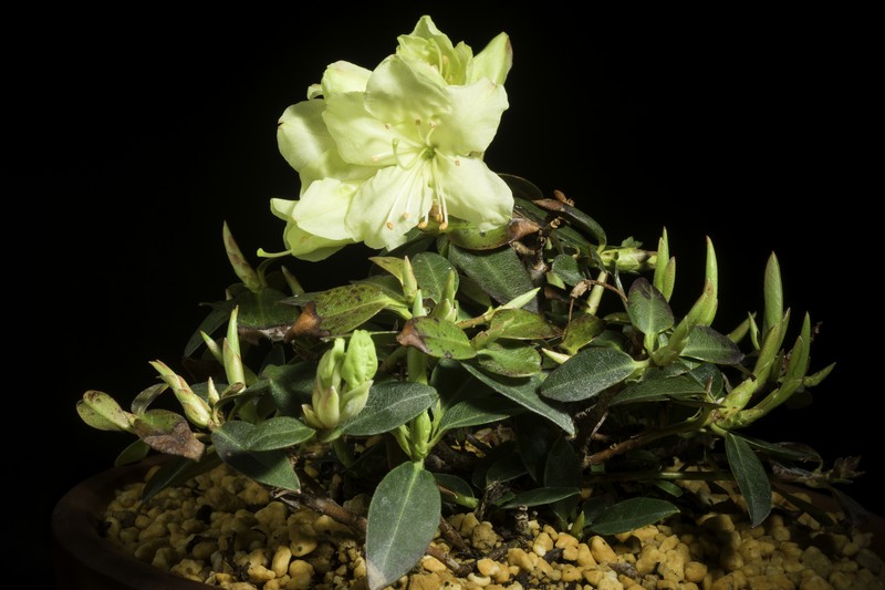 Rhododendron keiskei var. ozawae photo 6