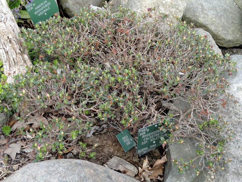 Rhododendron keleticum