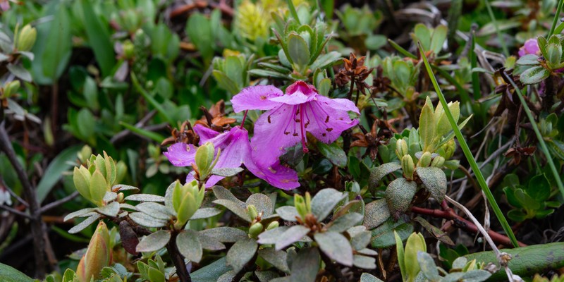 Rhododendron keleticum photo 2
