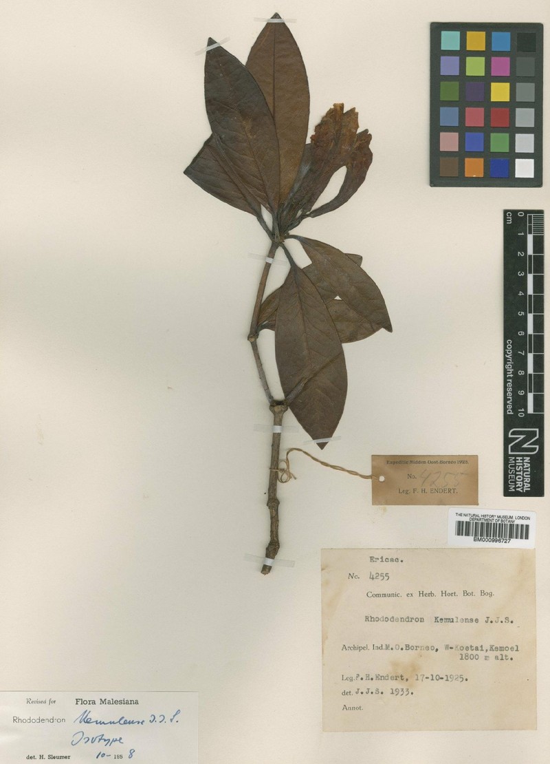 Rhododendron kemulense