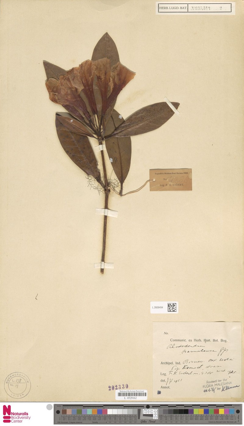 Rhododendron kemulense photo 3