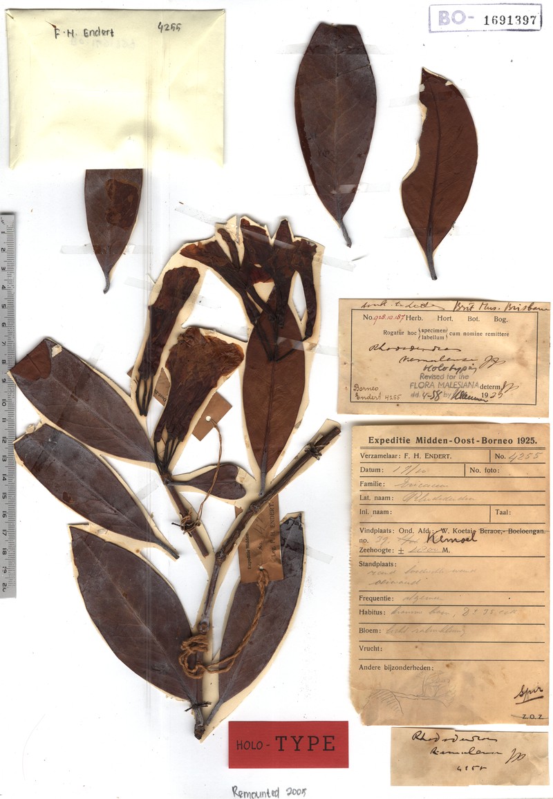 Rhododendron kemulense photo 4