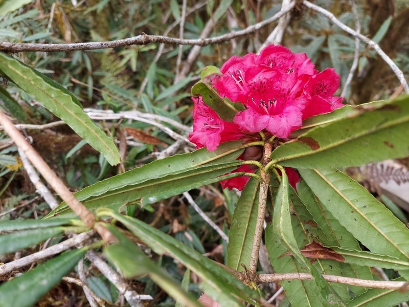 Rhododendron kendrickii photo 2