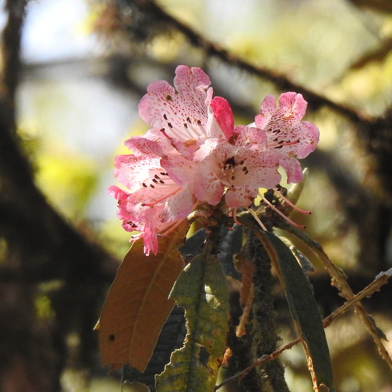 Rhododendron kendrickii photo 3