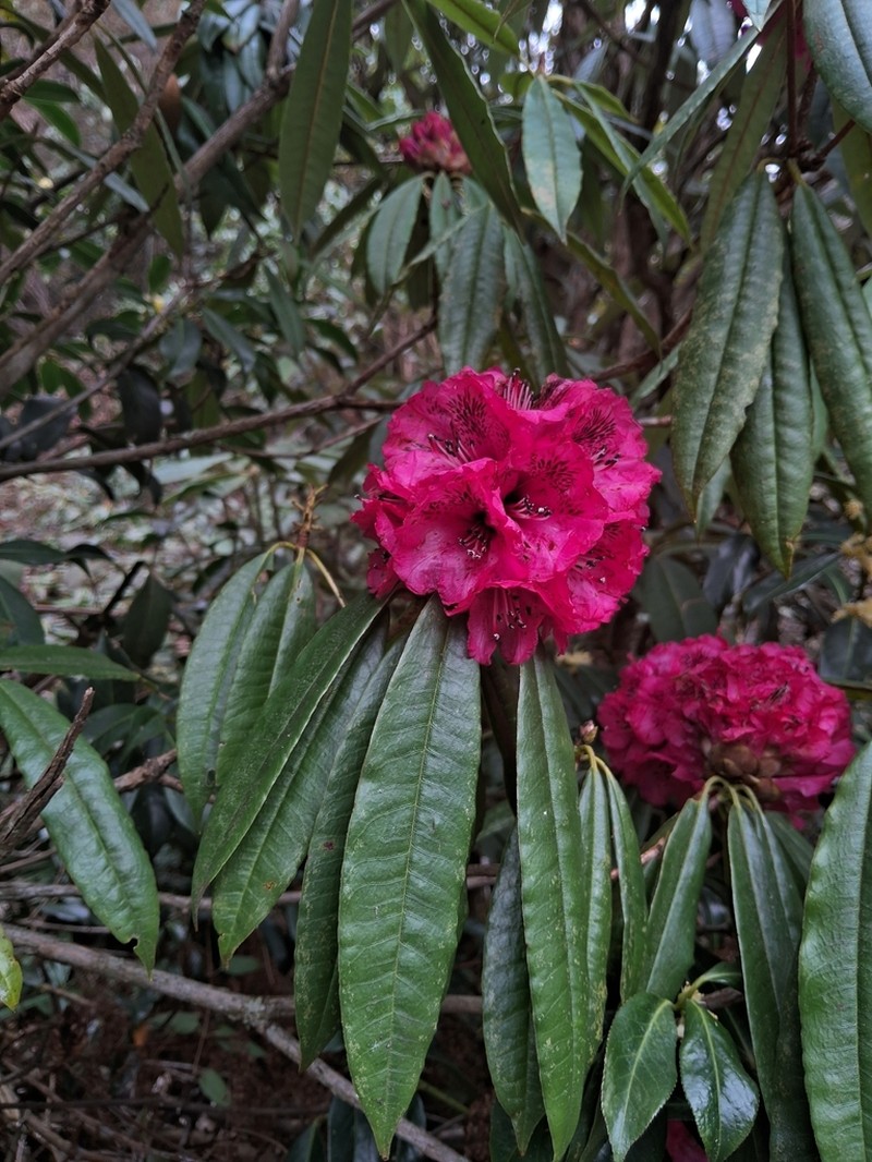Rhododendron kendrickii photo 4