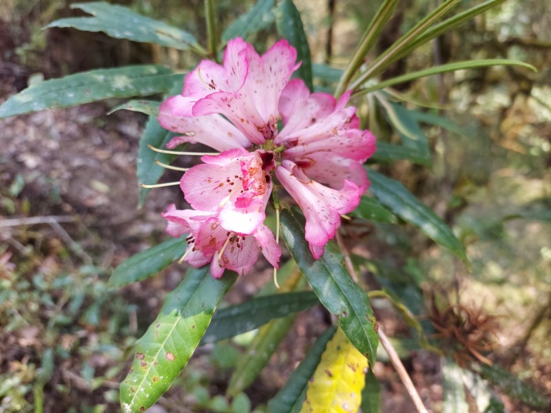Rhododendron kendrickii photo 7