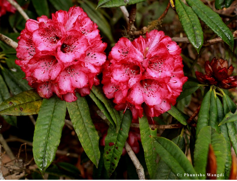 Rhododendron kendrickii photo 8