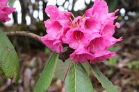 Rhododendron kesangiae