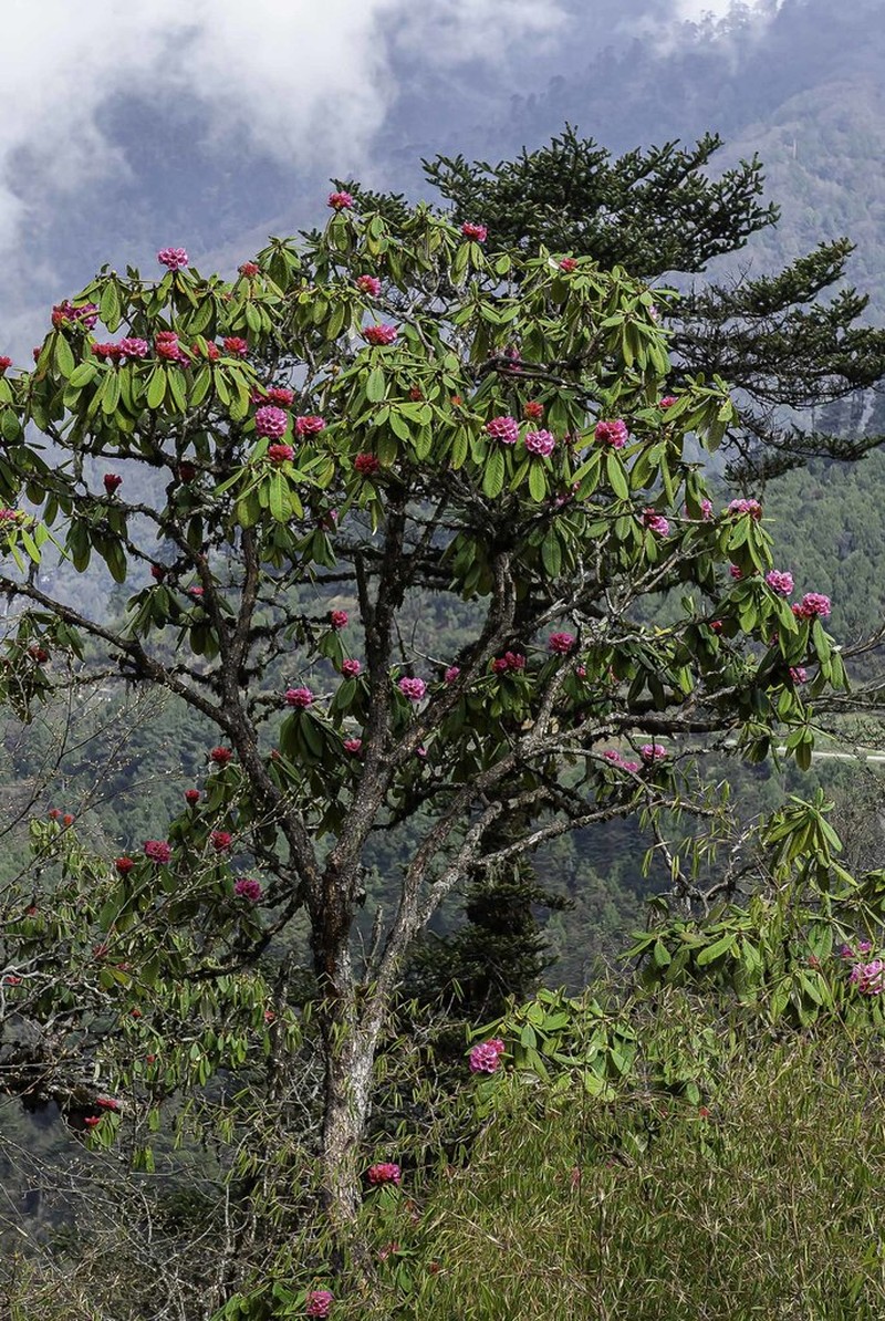 Rhododendron kesangiae photo 2