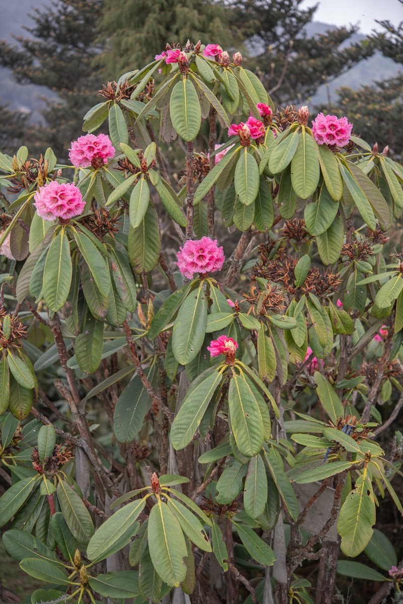 Rhododendron kesangiae photo 3
