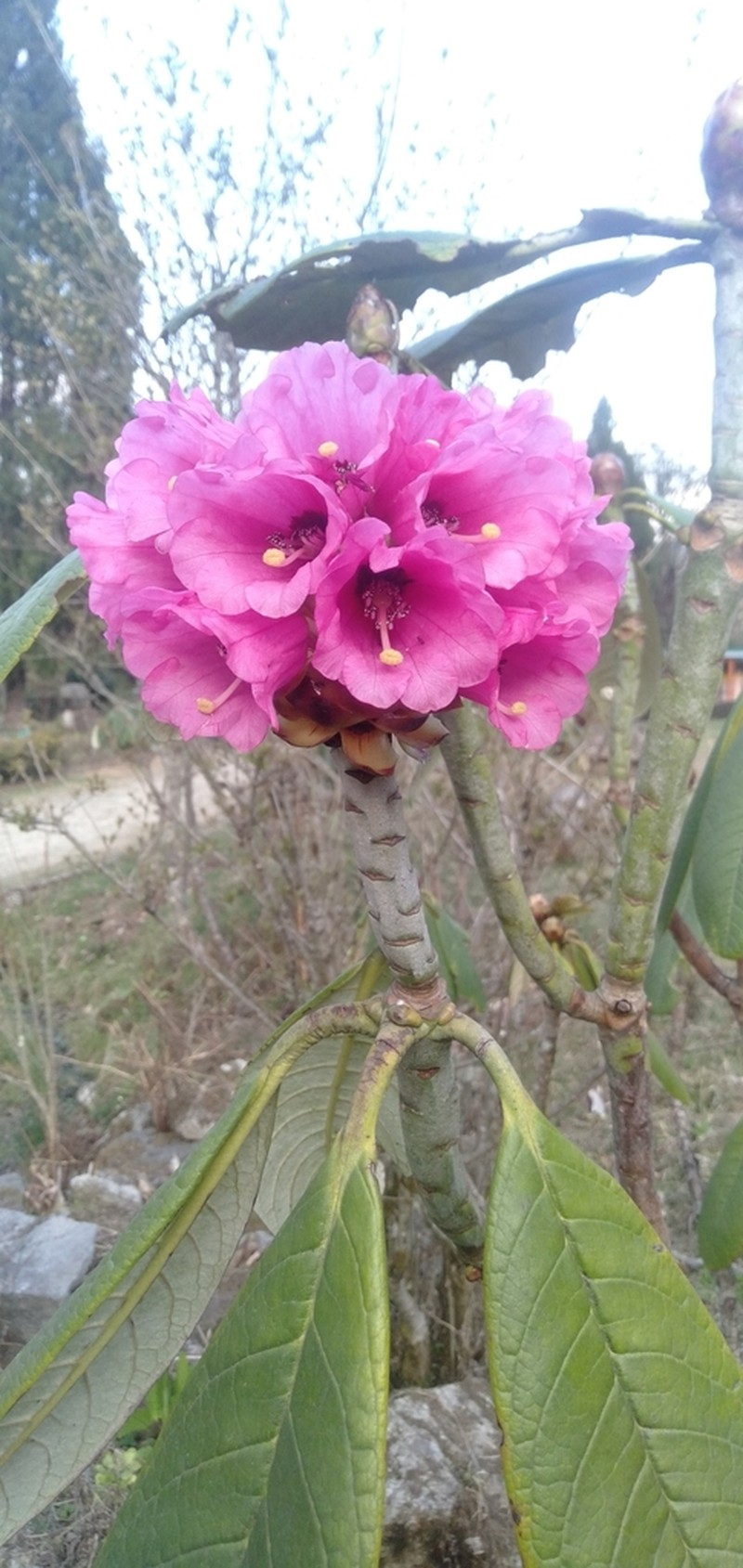 Rhododendron kesangiae photo 4