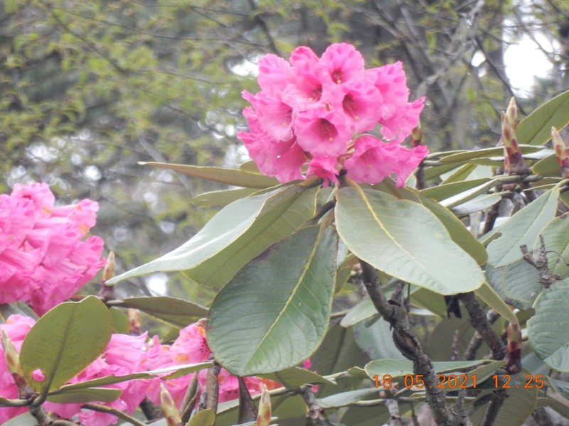 Rhododendron kesangiae photo 5