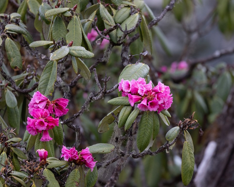Rhododendron kesangiae photo 6
