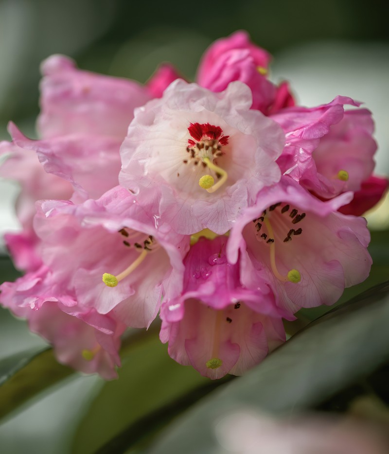 Rhododendron kesangiae photo 7
