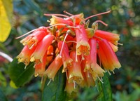 Rhododendron keysii