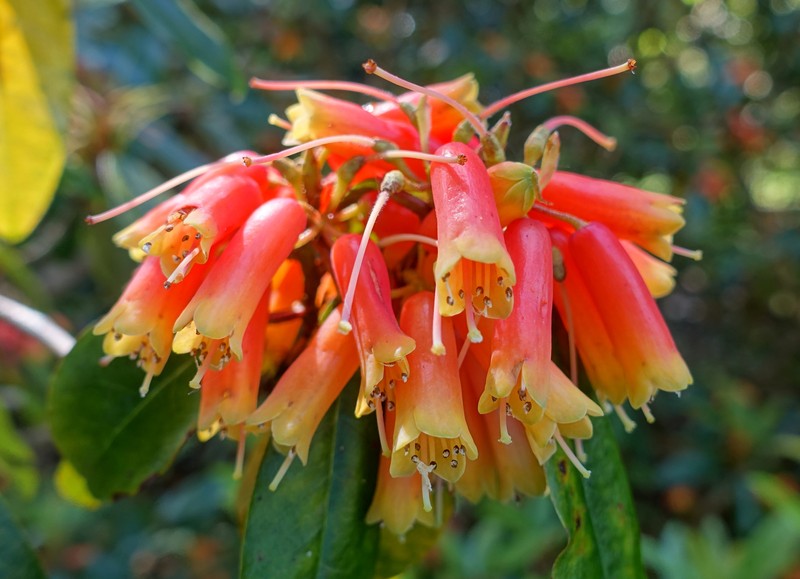 Rhododendron keysii