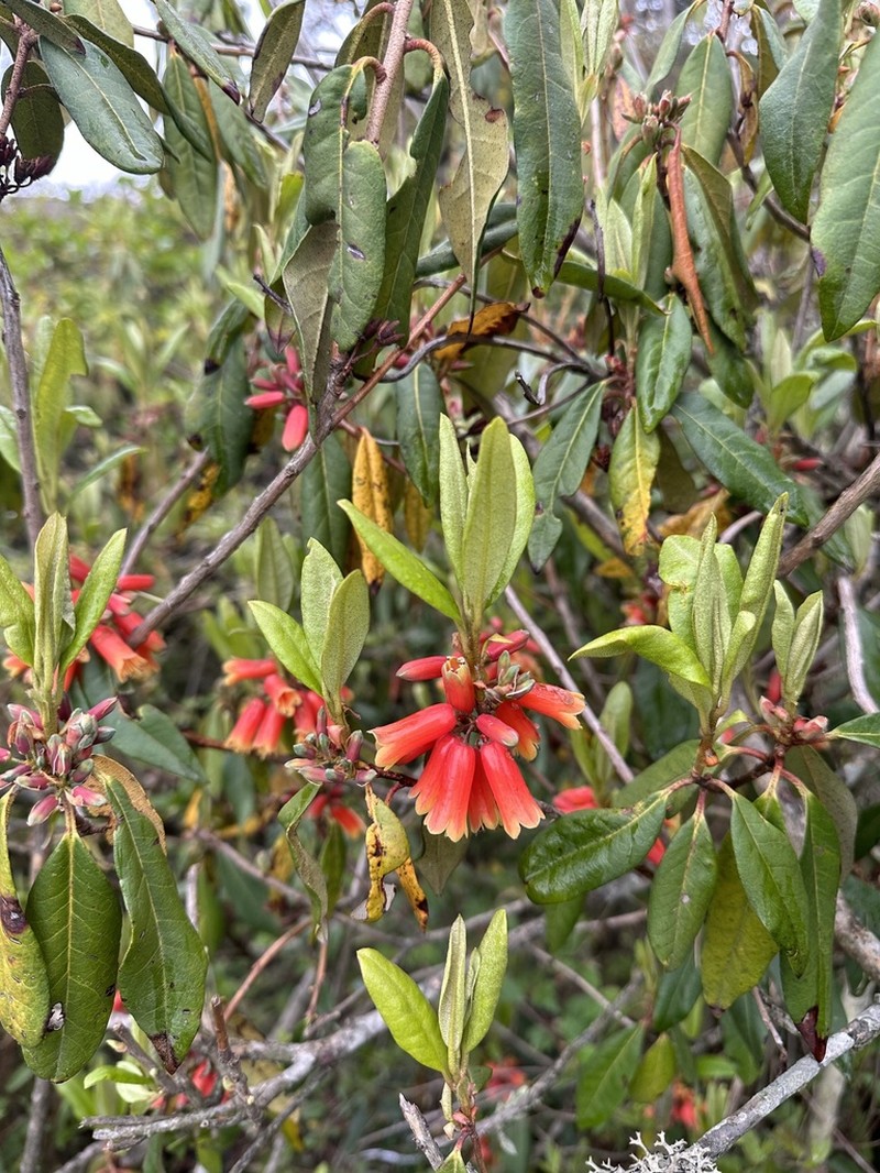 Rhododendron keysii photo 2