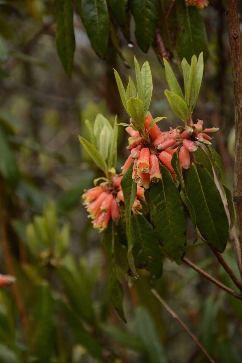 Rhododendron keysii photo 3