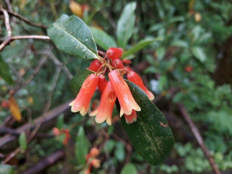 Rhododendron keysii photo 4