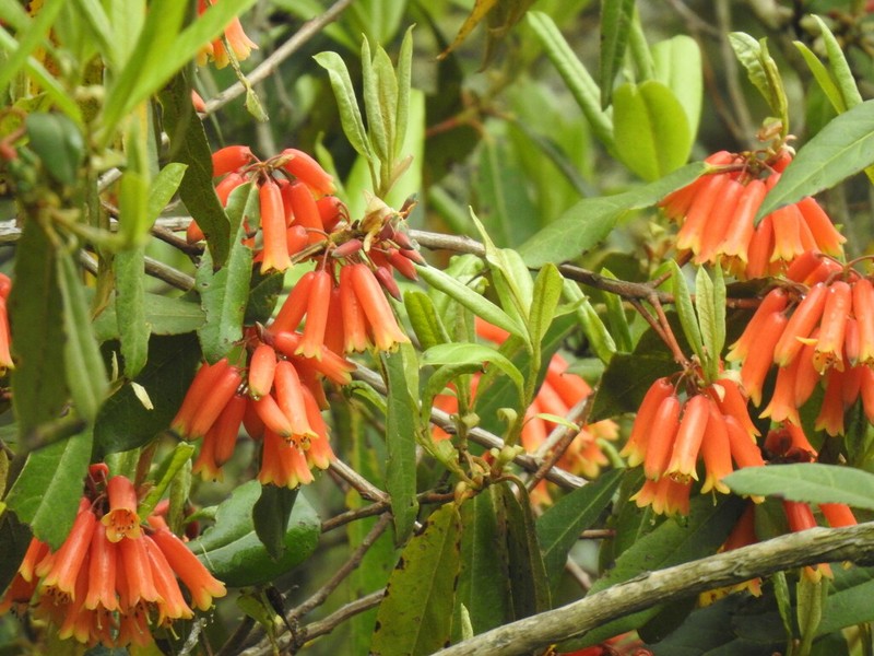 Rhododendron keysii photo 5