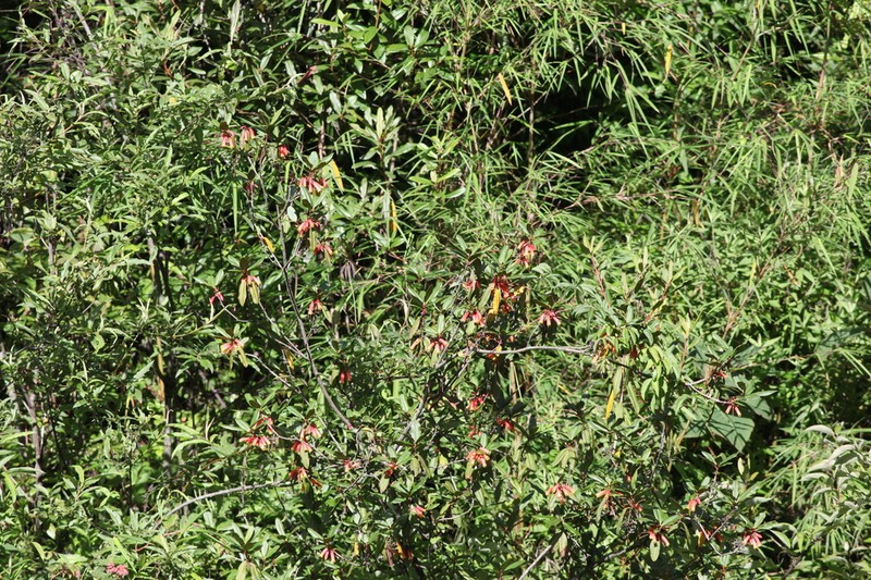 Rhododendron keysii photo 6