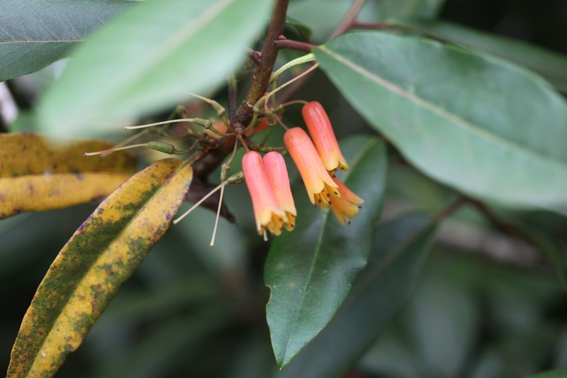 Rhododendron keysii photo 7