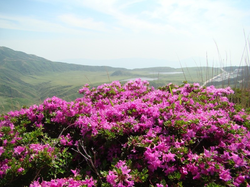 Rhododendron kiusianum photo 2