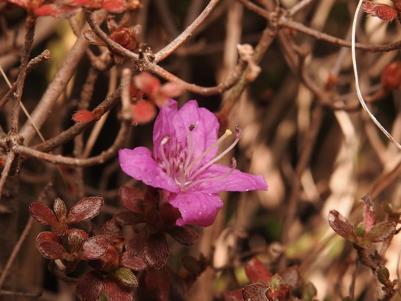 Rhododendron kiusianum photo 3
