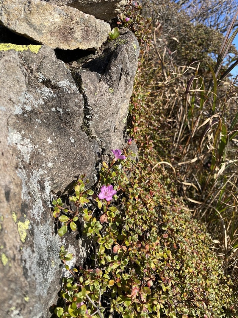 Rhododendron kiusianum photo 4