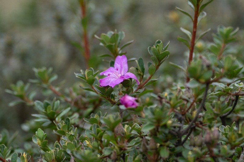 Rhododendron kiusianum photo 5