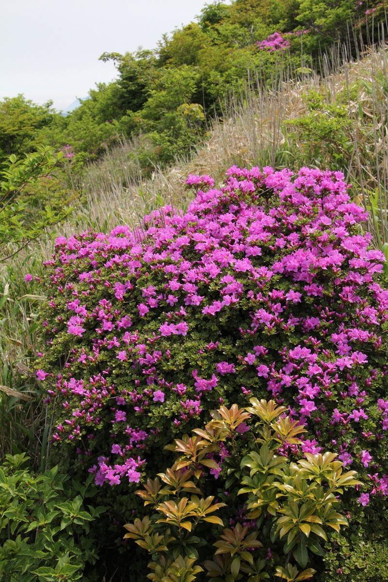 Rhododendron kiusianum photo 6