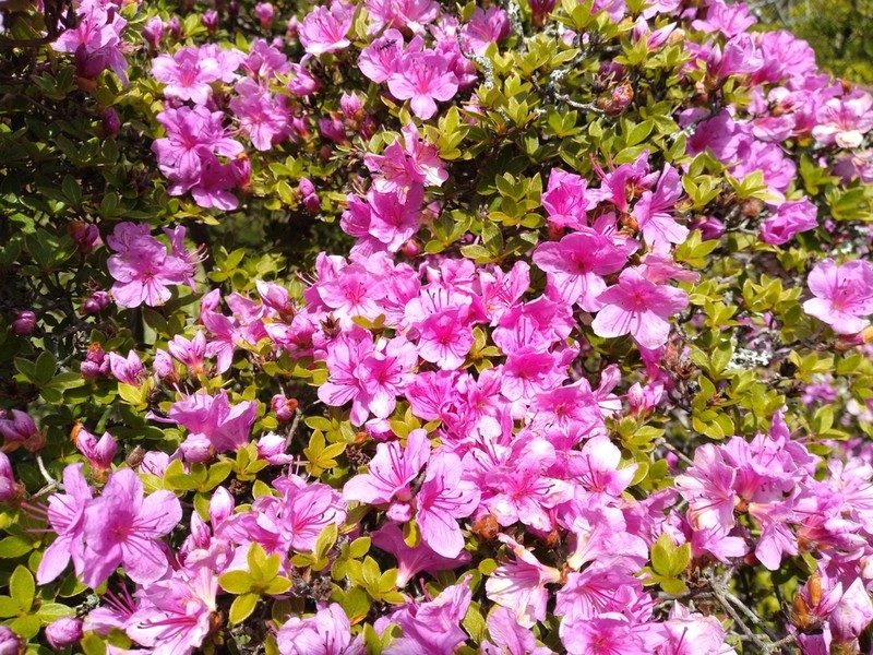 Rhododendron kiusianum photo 7