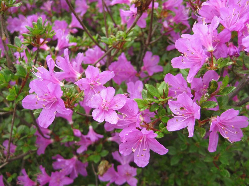 Rhododendron kiusianum