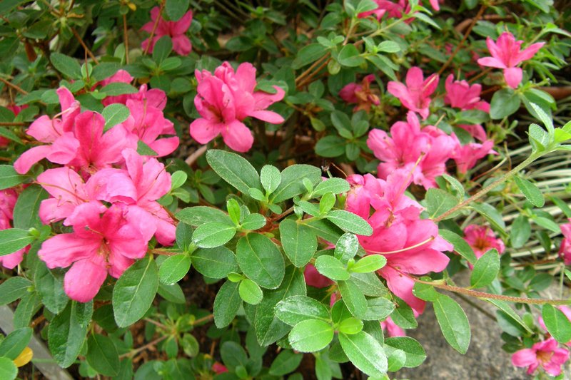 Rhododendron kiusianum